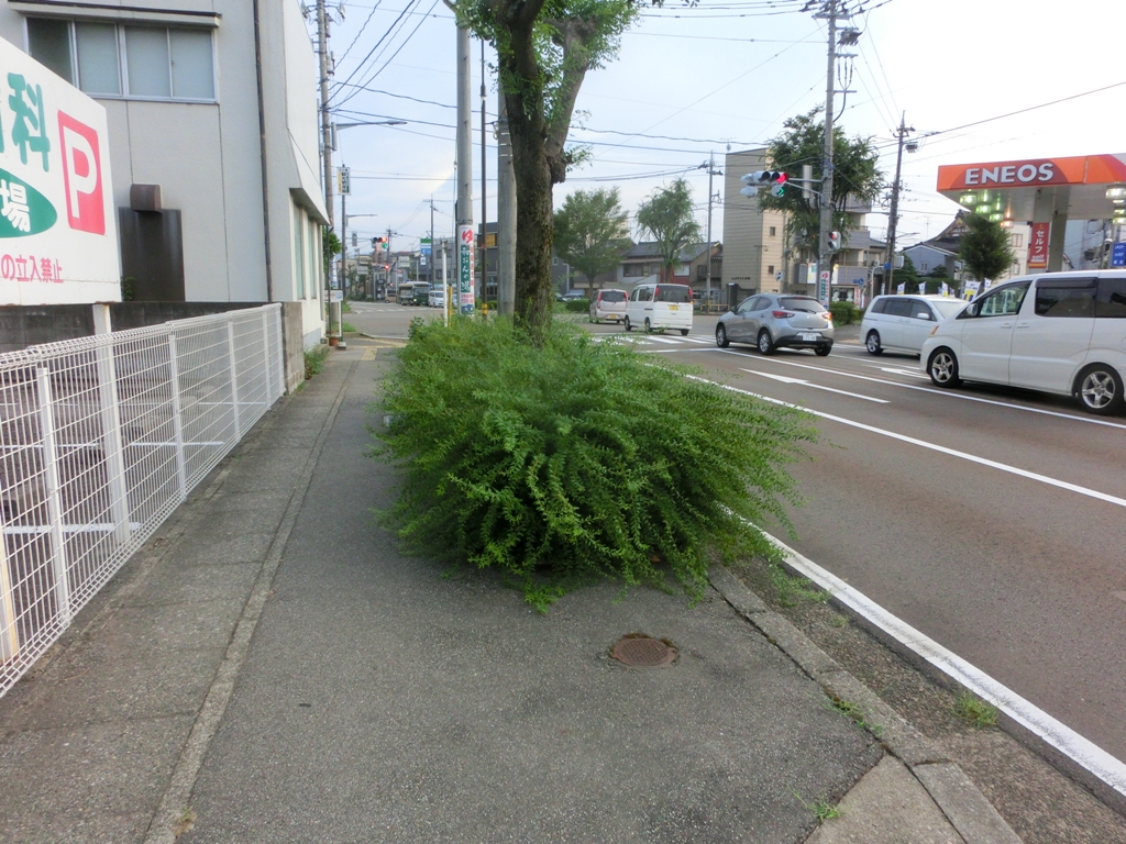 景観パト